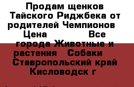 Продам щенков Тайского Риджбека от родителей Чемпионов › Цена ­ 30 000 - Все города Животные и растения » Собаки   . Ставропольский край,Кисловодск г.